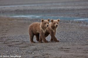 6874 Kodiak Bear Cubs , Katmai National Park, Alaska