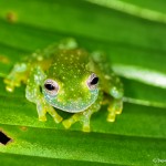 1999 Fleischmann's Glass Frog (Hyalinobatrachium fleischmanni)