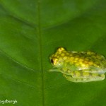 2001 Reticulated Glass Frog (Hyalinobatrachium valerioi)