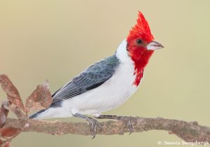 8196 Red-cested Cardinal (Paroaria capitata), Pantanal, Brazil