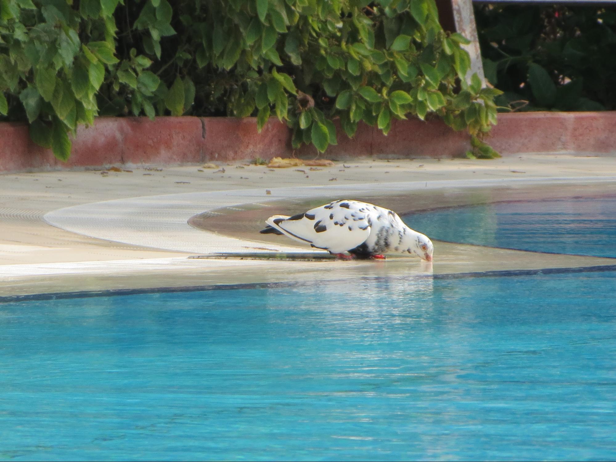 Kempinski Hotel, Ajman Review - Beutiful Pool Area