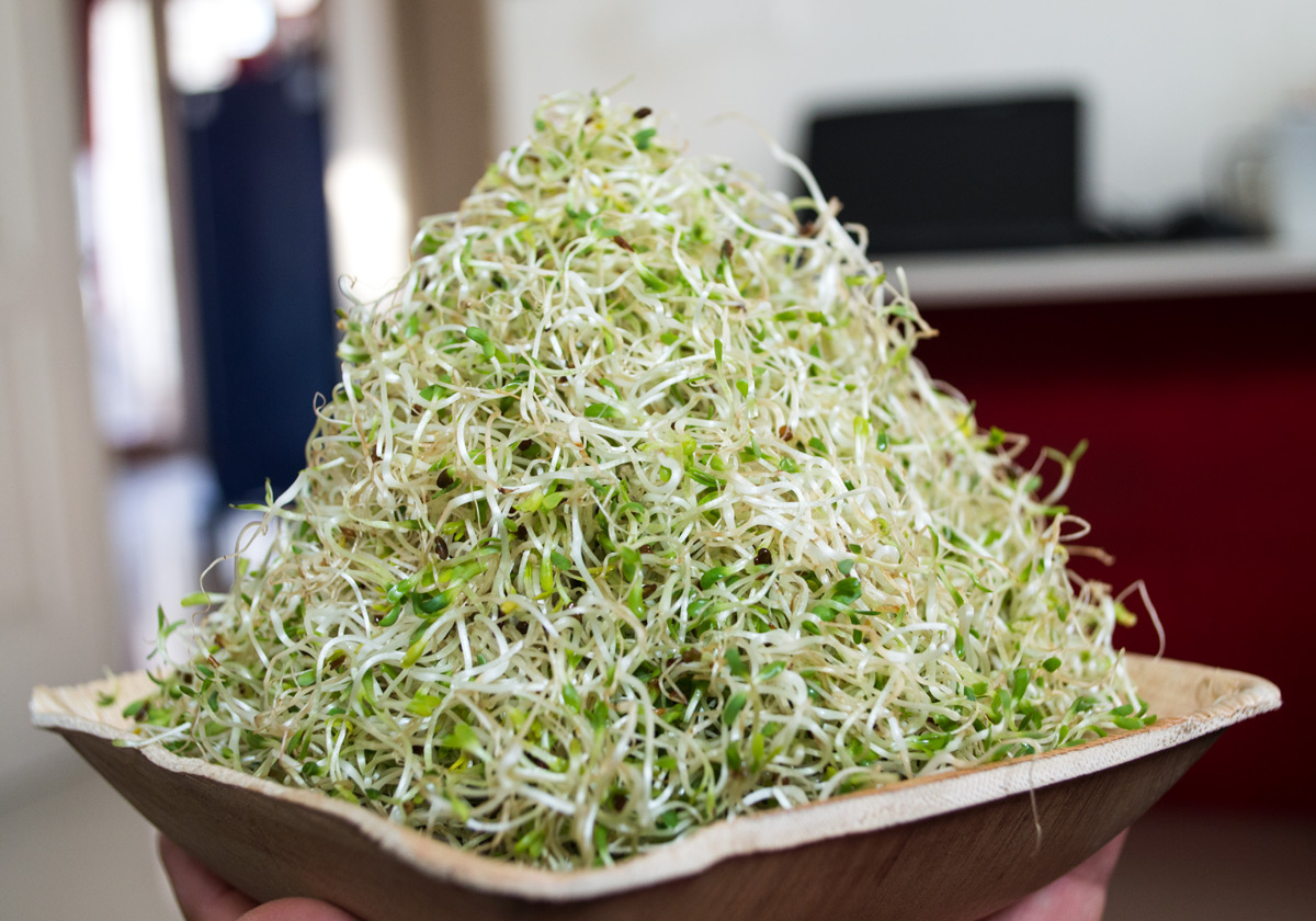 organic alfalfa sprouts