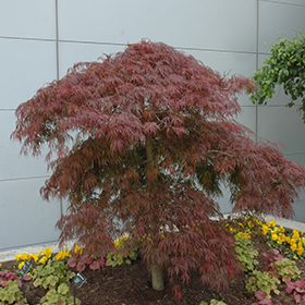 Japanese Maple Photo