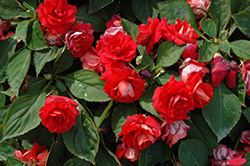 Fiesta Bonita Cherry Double Impatiens (Impatiens 'Balbonicher') at Echter's Nursery & Garden Center