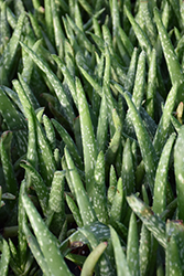 Aloe Vera (Aloe vera) at Echter's Nursery & Garden Center