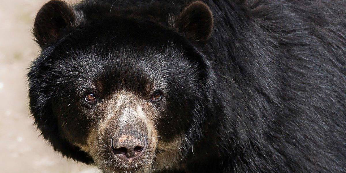 Fotografía representativa de un Oso