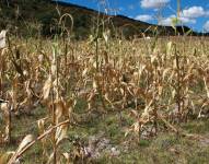 La sequía provoca racionamientos de agua potable en al menos nueve provincias de Ecuador