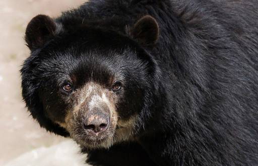 Fotografía representativa de un Oso