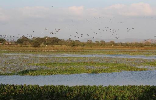 El humedal La Segua es el sitio ideal de turistas para el avistamiento de aves