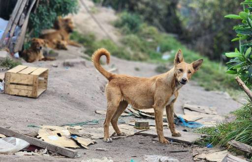 Hay perros que aún no han podido ser rescatados.