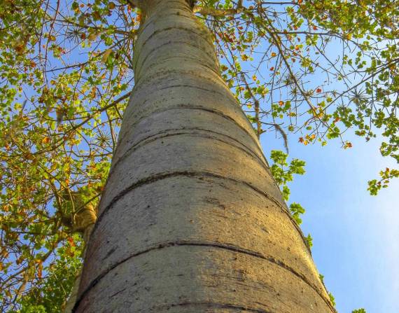 La expansión agrícola amenaza a los pijíos, los árboles más altos del bosque seco tropical ecuatoriano