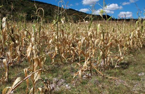 Entre otros efectos, la escasez de agua para la agricultura ha provocado una elevación de los precios de los productos en los mercados.