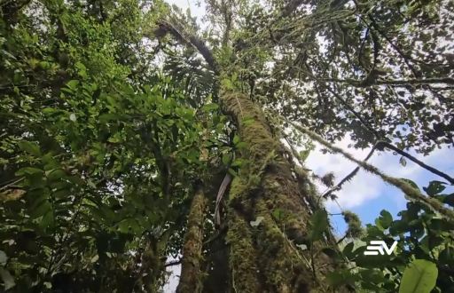 Bosque tropical Hatun Yanawrpi, ubicado en la parroquia Pucayacu, en La Maná, provincia de Cotopaxi.