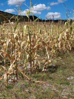 Entre otros efectos, la escasez de agua para la agricultura ha provocado una elevación de los precios de los productos en los mercados.