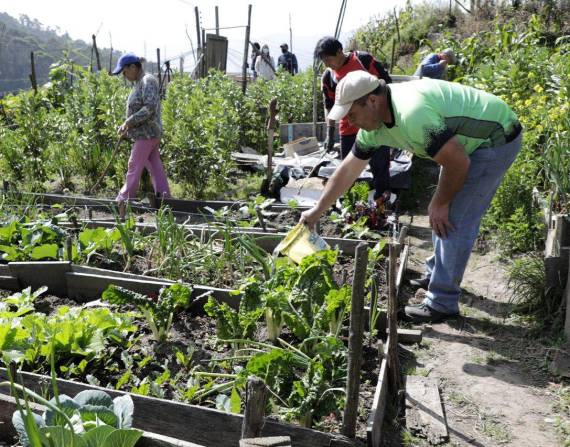 La agricultura urbana cobra fuerza en el distrito metropolitano de Quito. En este episodio de Ecuaterra, visitamos varios de estos huertos comunitarios en la capital. (Foto: Municipio de Quito).