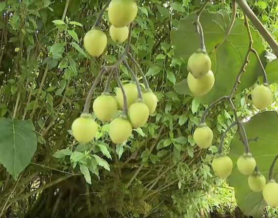 Imagen de un tomatillo verde, presente en el Chocó Andino.