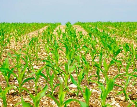 La agricultura es una de las actividades primarias que más contaminan el ambiente