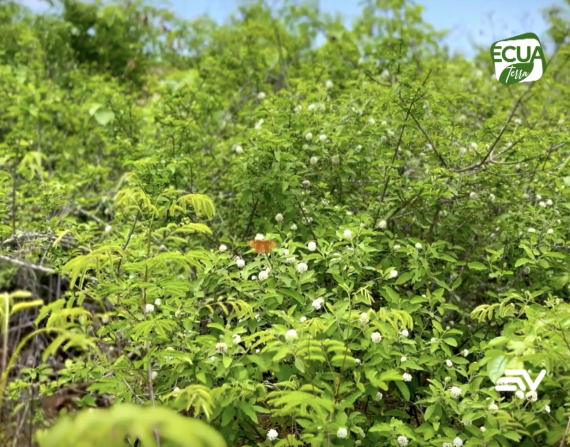 La riqueza de los bosques de Ecuador no se refleja en las ciudades, el proyecto que lo quiere cambiar