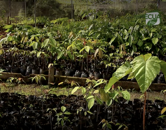 Comunidades indígenas reciben apoyo internacional en la tarea de reforestas la Amazonía: el pulmón del planeta.