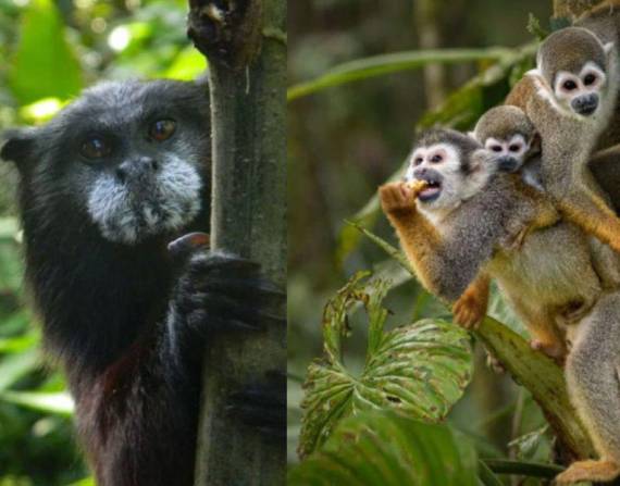 Especies silvestres en su hábitat de 52 hectáreas de selva protegida, en la Zanga Arajuno, en Pastaza.