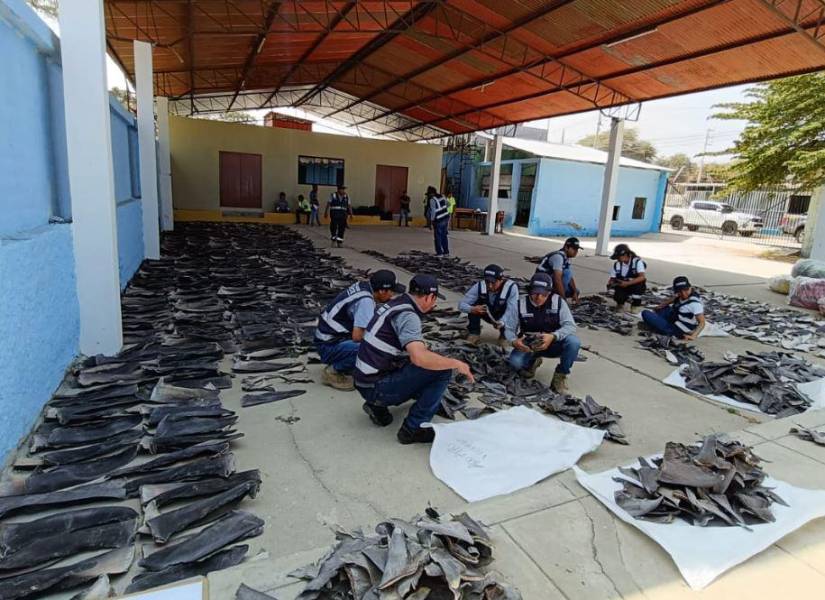 Cientos de aletas de tiburón fueron encontrados en una empresa de Tumbes.