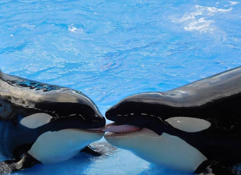 El misterio de las orcas.