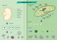 Illustrazione del diagramma cellulare