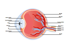 Diagramma degli occhi