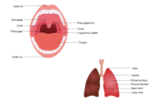 Diagramma orale