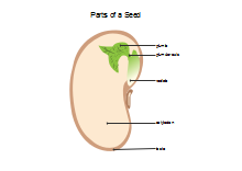 Diagramma del seme