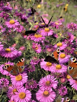 Le jardin aux papillons