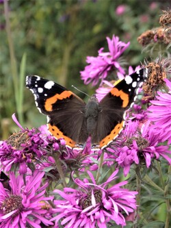 Le jardin aux papillons