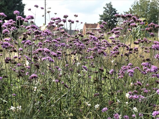 Le jardin aux papillons