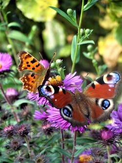 Le jardin aux papillons