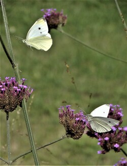 Le jardin aux papillons