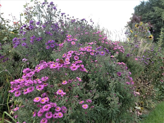 Le jardin aux papillons