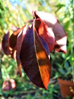 Sous le soleil de novembre!