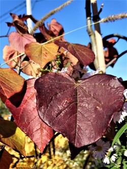 L'automne s'installe!