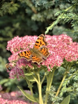 Le jardin aux papillons