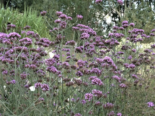 Le jardin aux papillons