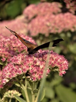 Le jardin aux papillons