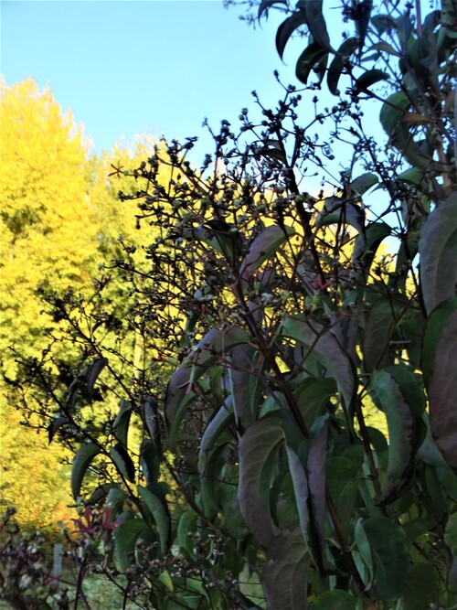 Sous le soleil de novembre!