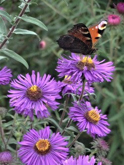 Le jardin aux papillons