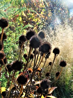 Sous le soleil de novembre!