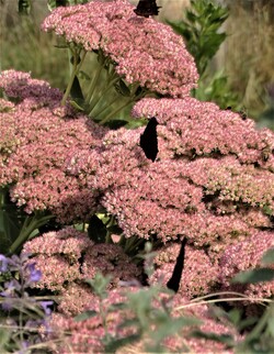 Le jardin aux papillons