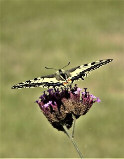 Le jardin aux papillons