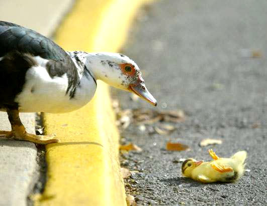 Hommage aux animaux *15