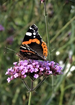 Le jardin aux papillons