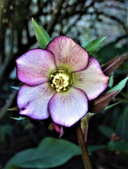 1ères floraisons de l'année: hellébores en pagaille!