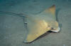 Common Eagle Ray